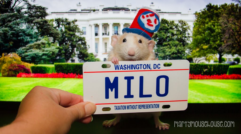 DC_Milo