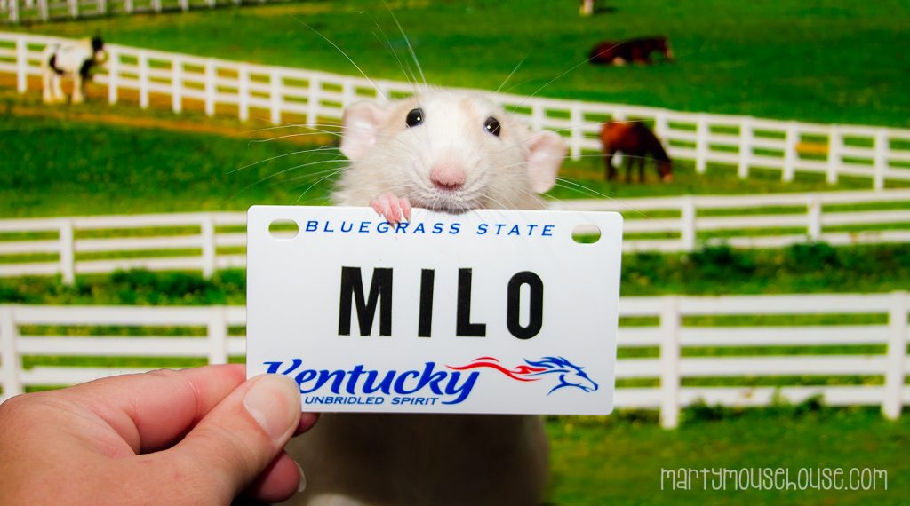 ky_milo