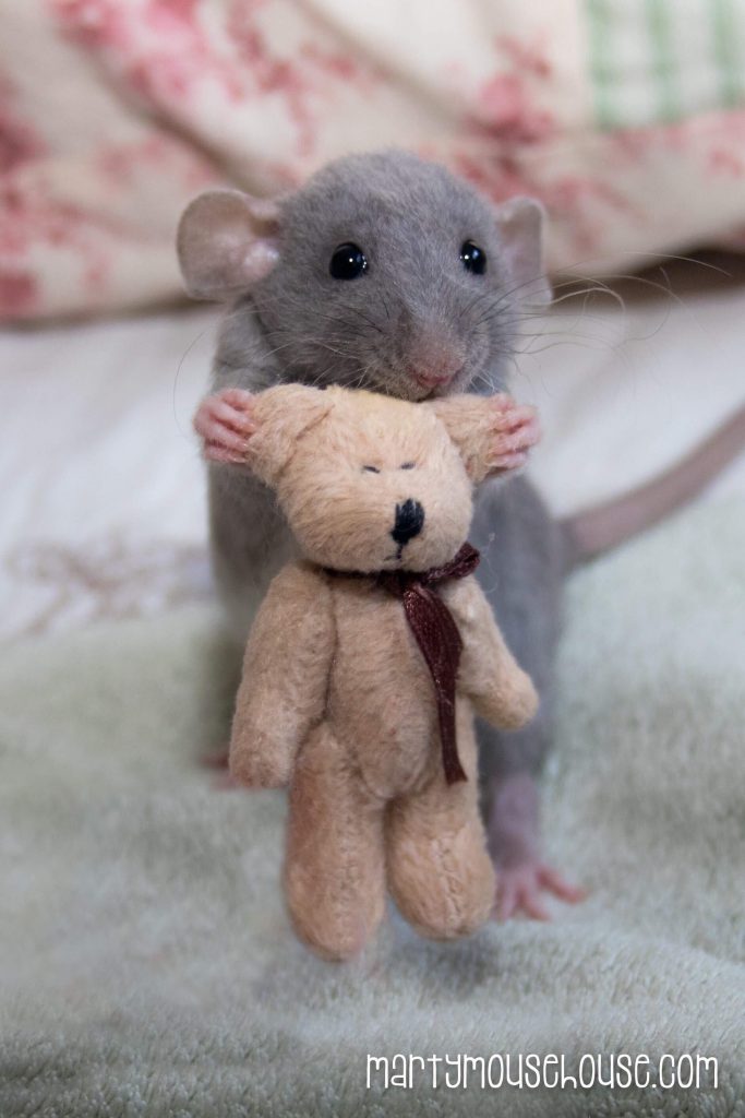 Baby Rat with Teddy Bear