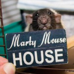 www.martymousehouse.com