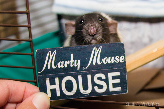 www.martymousehouse.com