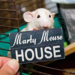 www.martymousehouse.com