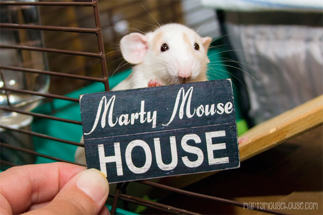 www.martymousehouse.com