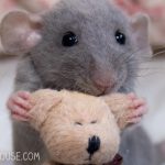 Baby Rat with Teddy Bear